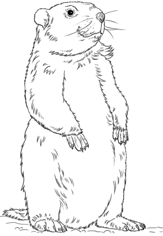 Groundhog Standing Coloring Page